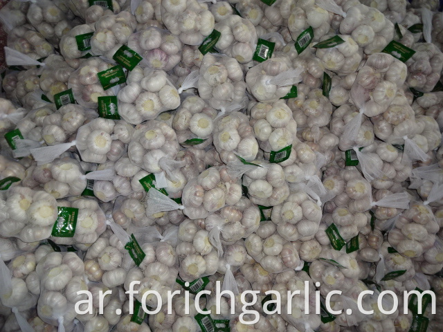 Best Quality Normal White Garlic